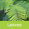 Acacia Dealbata Mimosa Tree Foliage